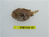 藏品(條紋躄魚)的圖片